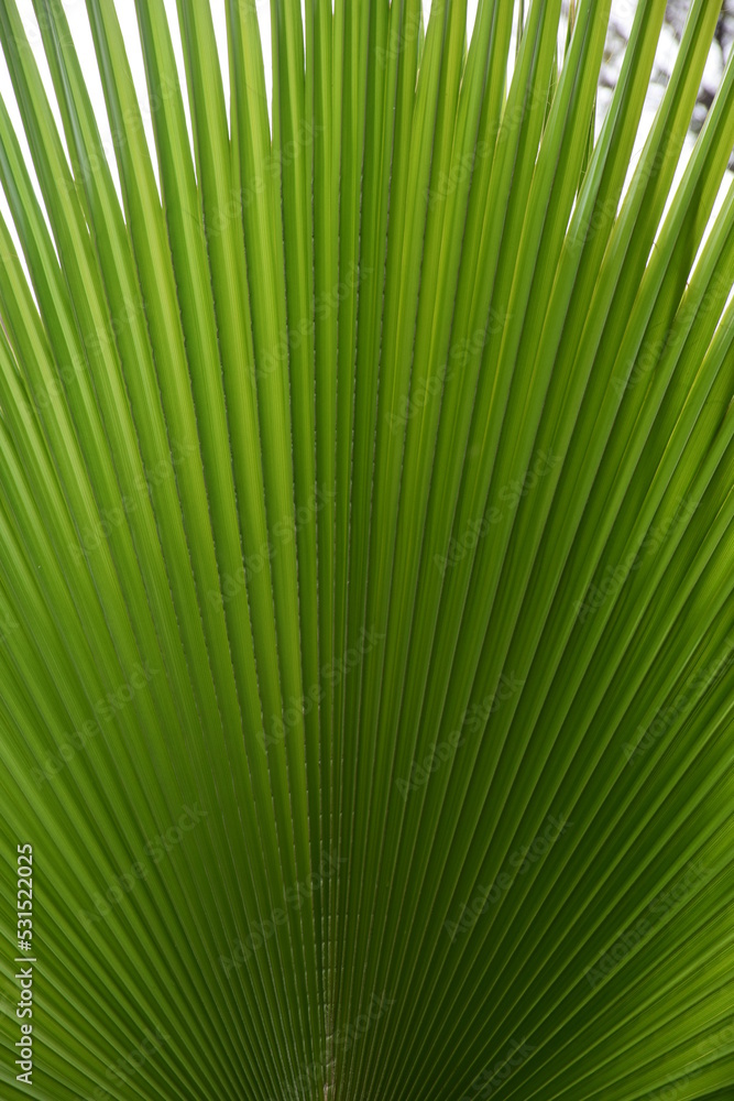 Green palm leaf texture design
Green palm leaf texture design