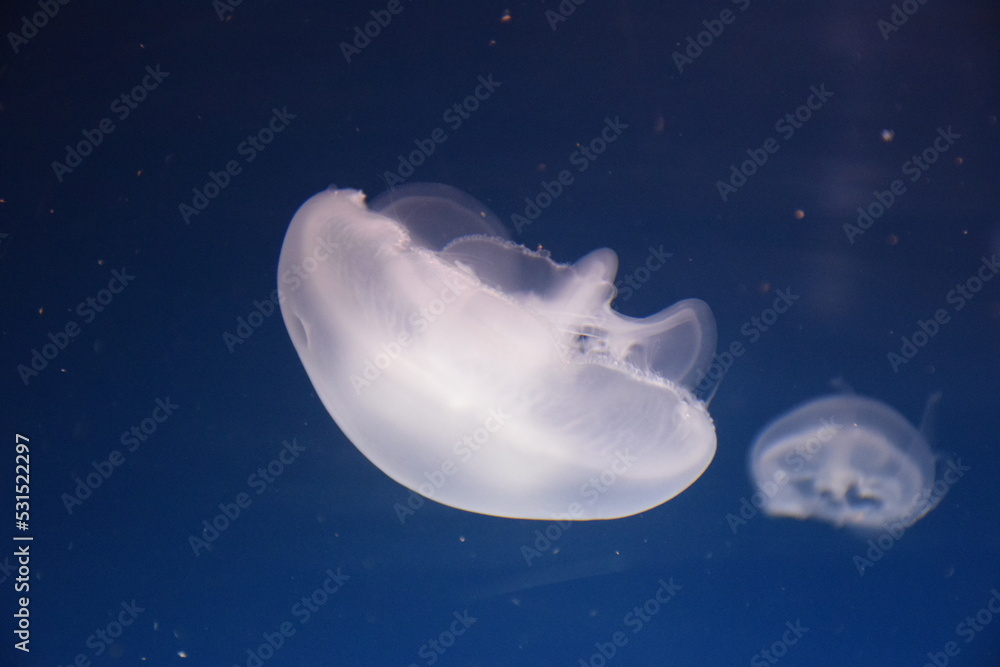 Poisonous jellyfish swimming in the sea
Poisonous jellyfish swimming in the sea