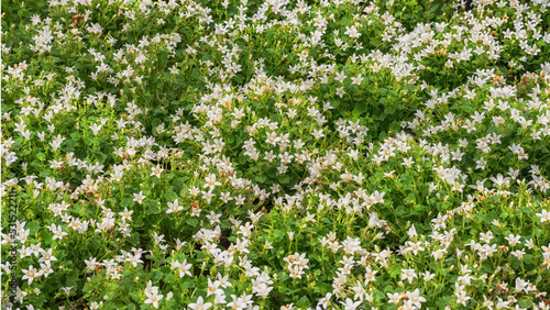 Dalmatian Bellflower White Get Mee. Flowers for gardens  parks  balconies
