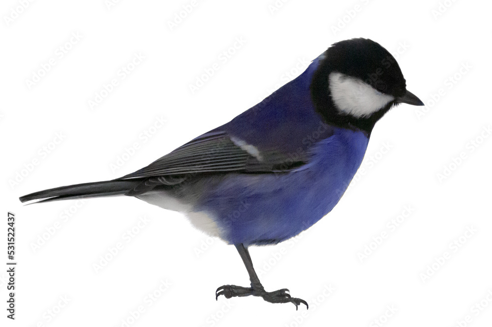 standing blue tit isolated on white standing blue tit isolated on white