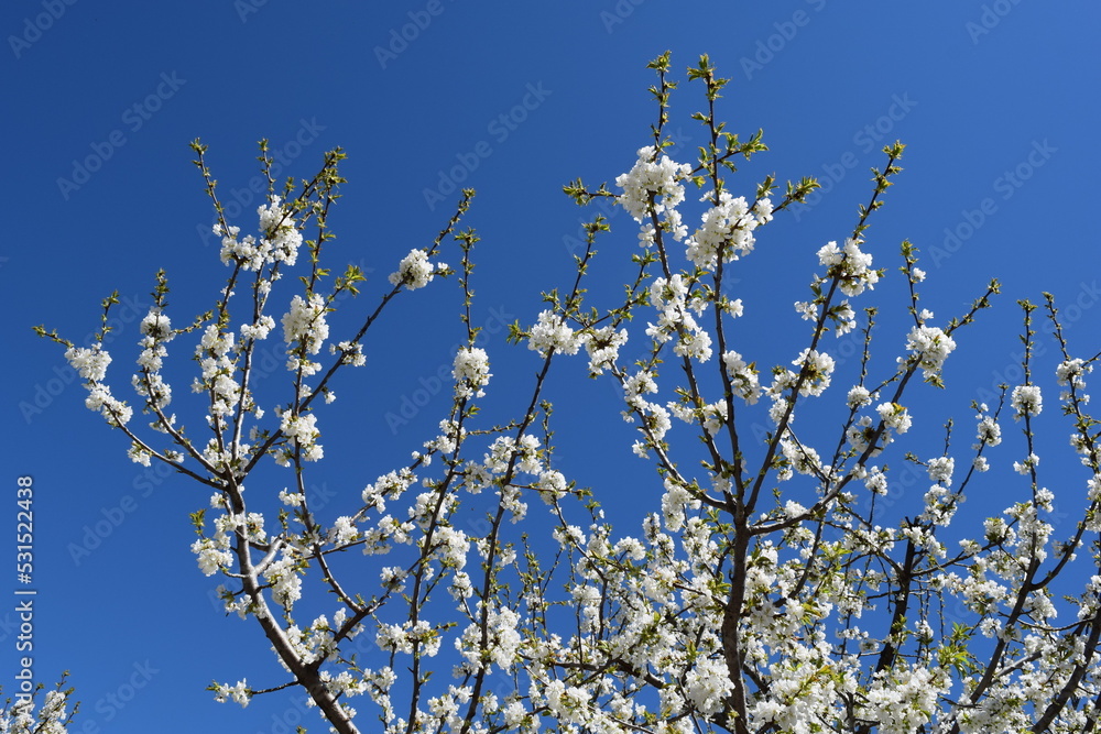 Cherry blossom landscape, Jerte Valley, Spain Cherry blossom landscape, Jerte Valley, Spain