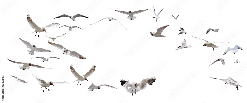 large group of flying black-headed gulls on white large group of flying black-headed gulls on white