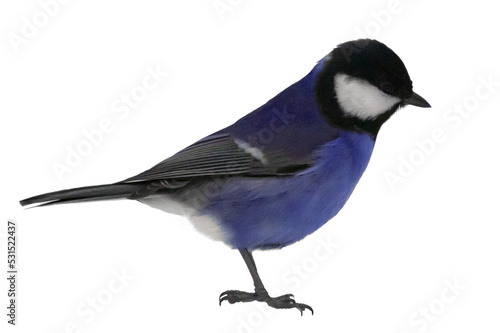 standing blue tit isolated on white