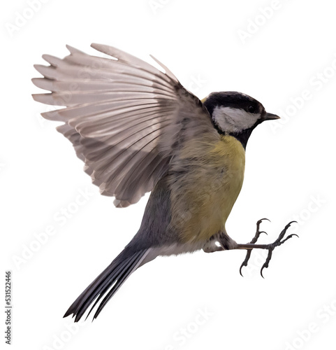 isolated small yellow tit in fast flight