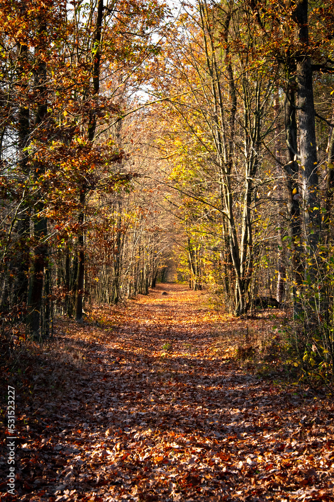 Obraz premium Autumn landscape. Yellow, red, orange and brown leaves. Fall foliage during autumn season with warm sunlight in the forest.