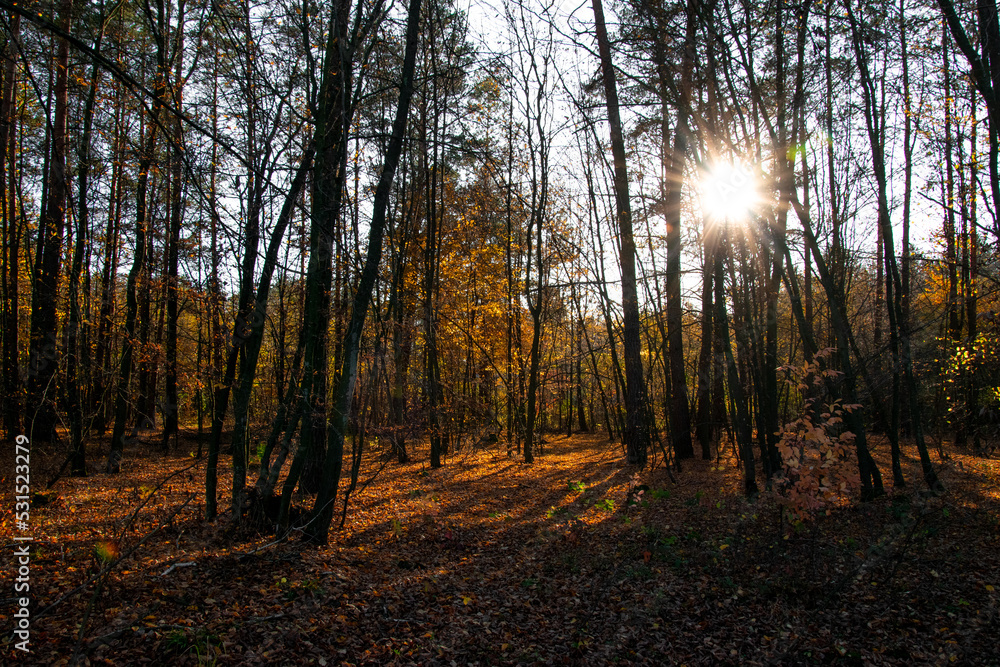 Obraz premium Autumn landscape. Yellow, red, orange and brown leaves. Fall foliage during autumn season with warm sunlight in the forest.