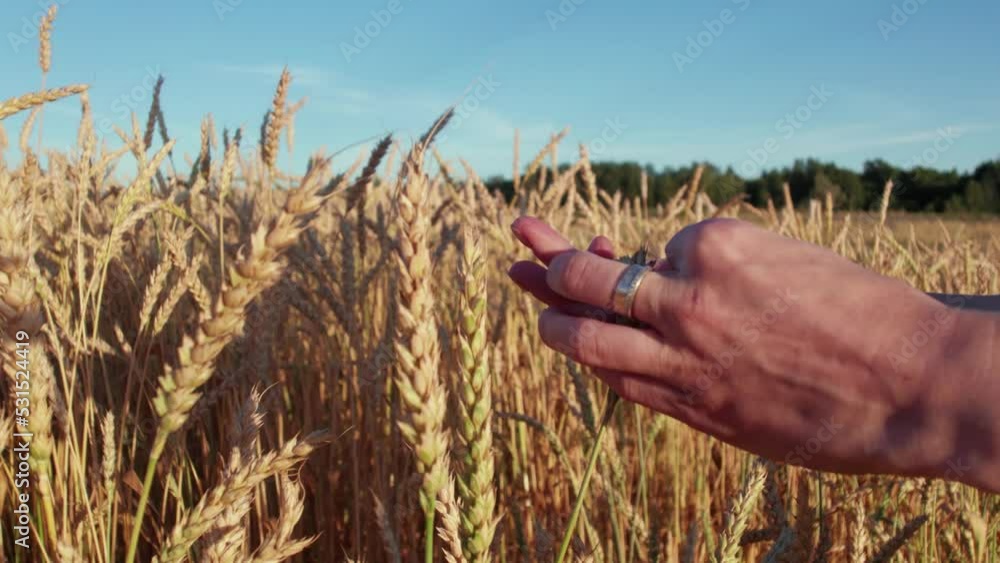 Grain harvest. A close-up of a person's hands examining and evaluating wheat sprouts and grains