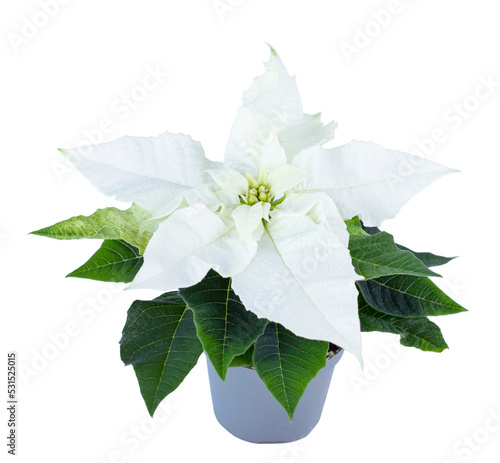 christmas flower isolated on white