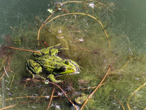 frog in the watergrass  photo