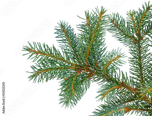 Slika na platnu christmas tree branch