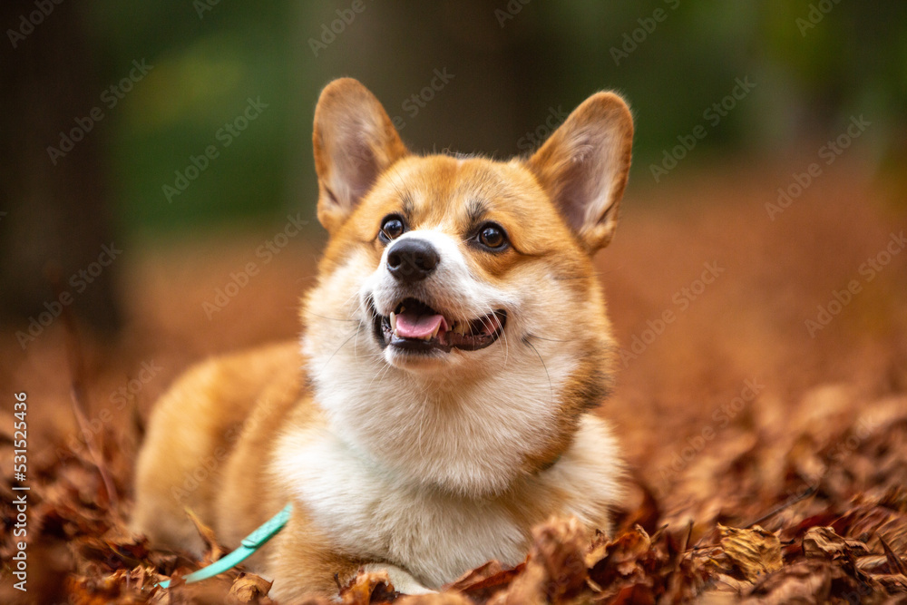portrait of a dog corgi portrait of a dog corgi