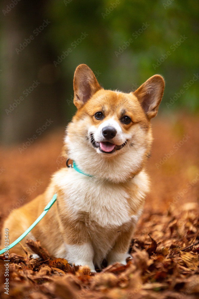 dog in the park corgi