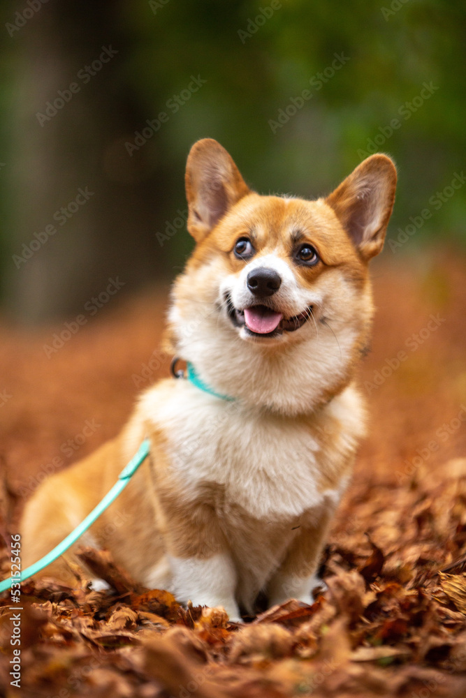 portrait of a dog portrait of a dog