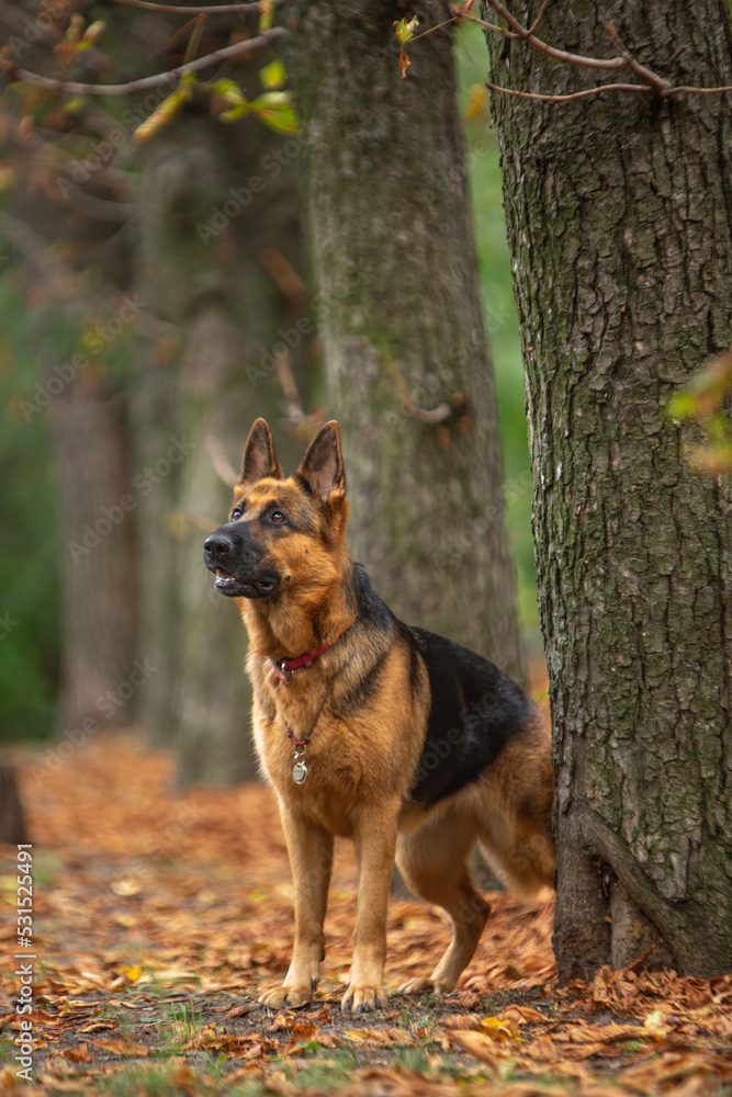 german shepherd dog in autumn park