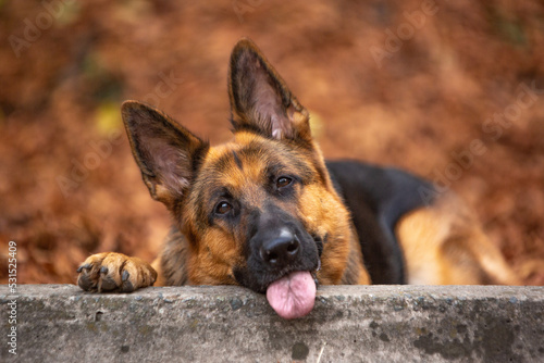 german shepherd dog on grass