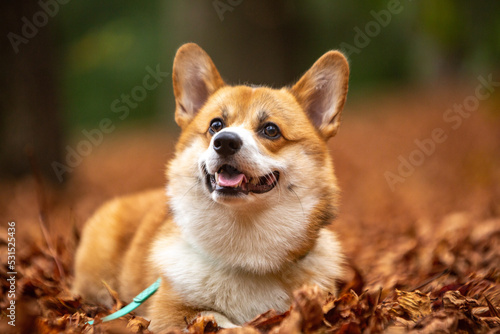 portrait of a dog corgi