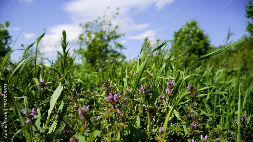 Field of summer grass against a background of green trees and a bright blue sky Field of summer grass against a background of green trees and a bright blue sky