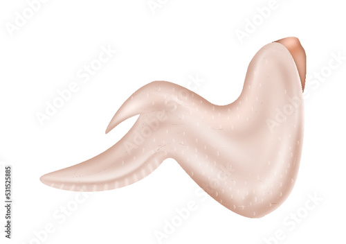 Chicken wing with skin, bird meat isolated icon. Chicken part delicious fresh element for menu cover