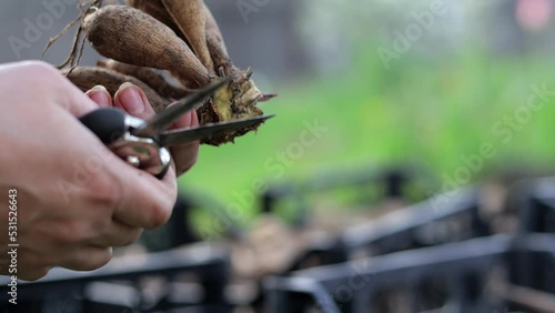The gardener sorts out dahlia tubers. Plant root care. Dahlia tubers on the ground before planting. Planting a sprouted dahlia tuber with shoots in a spring flower garden.
