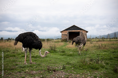 ostrich in the field
