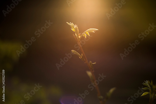 Foto brote de glicina al atardecer