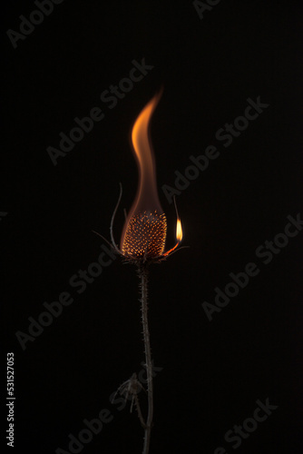 flor de cardo quemándose 