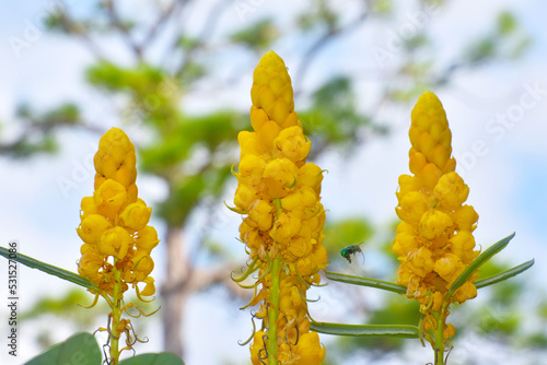 yellow flowers on blue sky