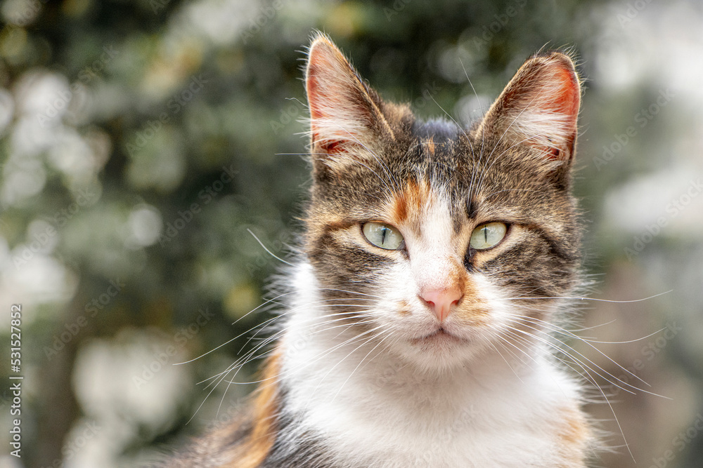 Cat; Portrait of cute cat