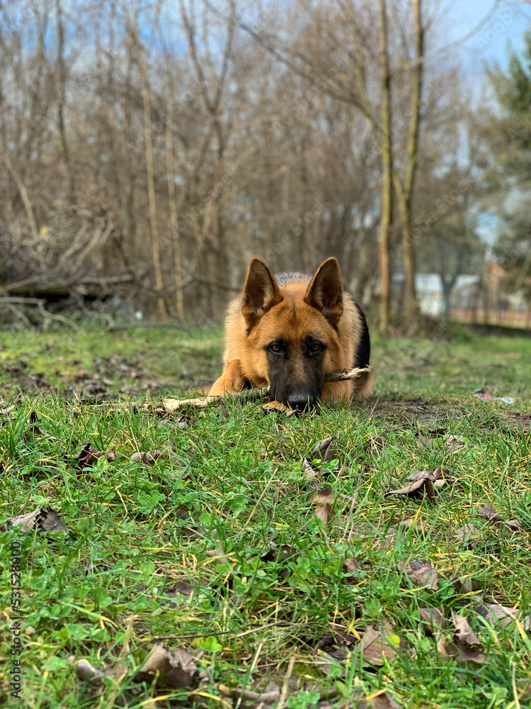 German shepherd lying in autumn weather German shepherd lying in autumn weather