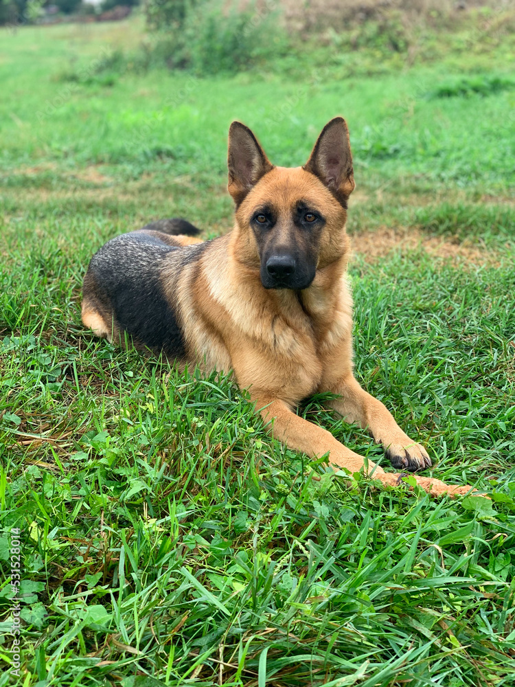 Lying german shepherd dog on grass Lying german shepherd dog on grass
