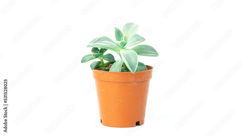 Succulent cactus plant isolated on white background. Cactus in flower pot. Succulent background. Selective focus included.