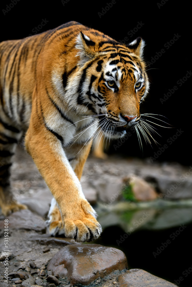Naklejka premium Angry big tiger isolated on black background