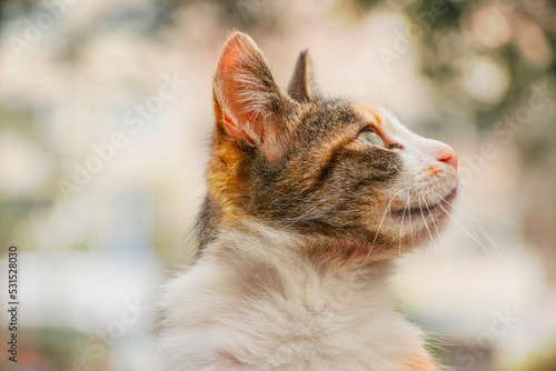 Cat; Portrait of cute cat