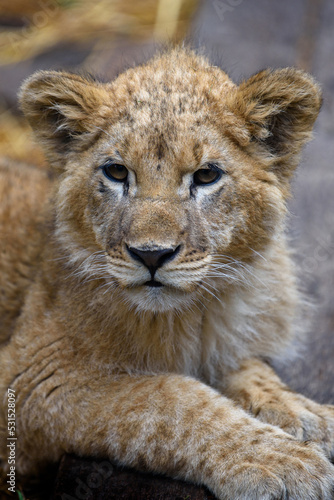 Close up lion cub portrait. Wildlife scene from nature