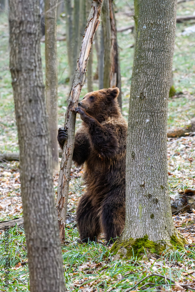Obraz premium Wild Brown Bear (Ursus Arctos) in the forest. Animal in natural habitat