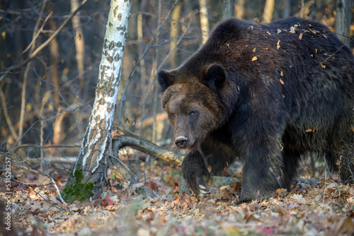 Wild Brown Bear  Ursus Arctos  in the forest. Animal in natural habitat