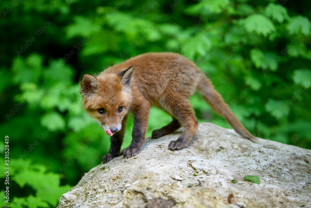 Fototapeta premium Red fox, vulpes vulpes, small young cub in forest on stone. Cute little wild predators in natural environment.