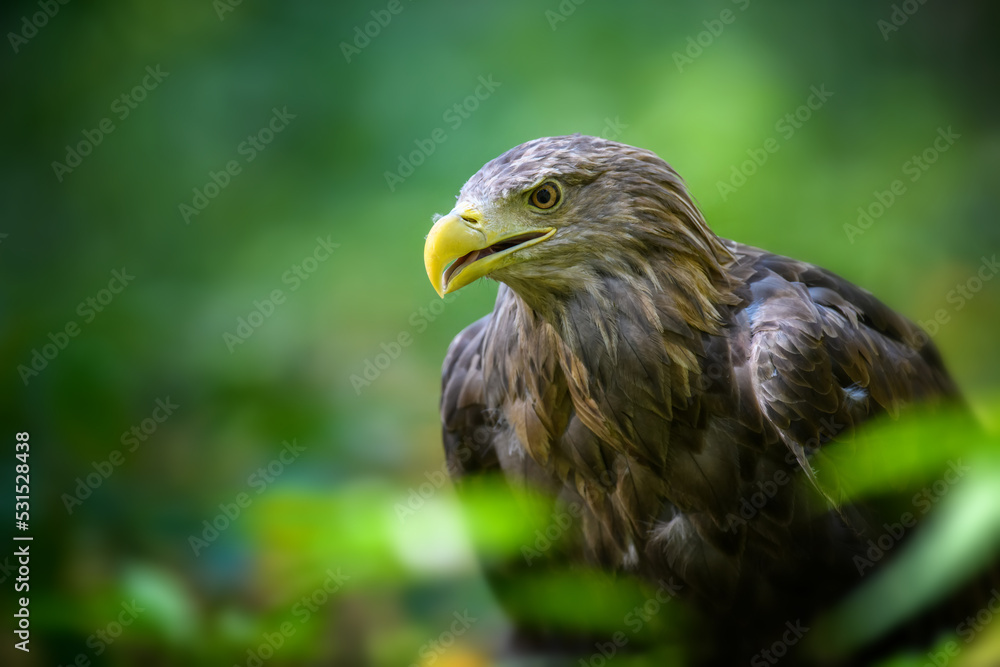 Portrait white-tailed eagle. Danger animal in nature habitat Portrait white-tailed eagle. Danger animal in nature habitat