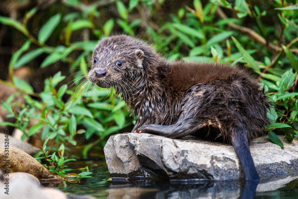 Lutra in nature habitat. Portrait of water predator. Wildlife scene Lutra in nature habitat. Portrait of water predator. Wildlife scene
