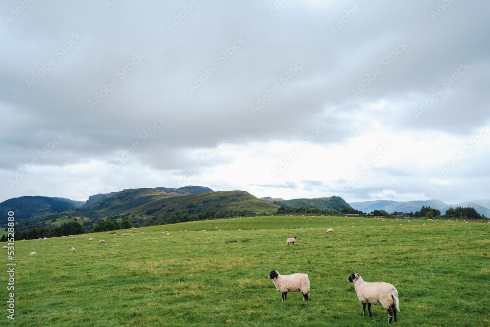 Fototapeta premium Mountains and sheep farm field view in Cumbria, England, United Kingdom