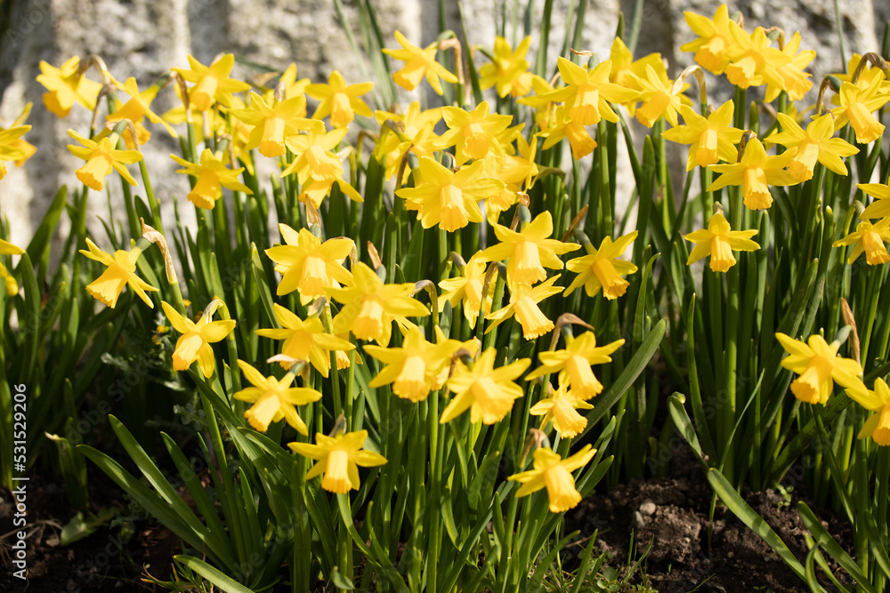 Fototapeta premium Close up yellow and white daffodils flowers spring field