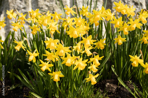 Fototapeta Naklejka Na Ścianę i Meble -  Close up yellow and white daffodils flowers spring field