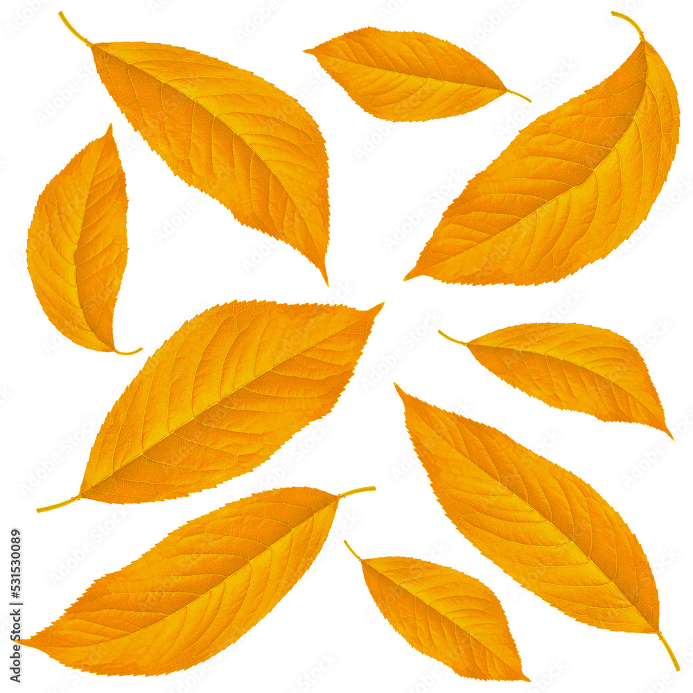 yellow leaves from cherry, on a white background in isolation, collage