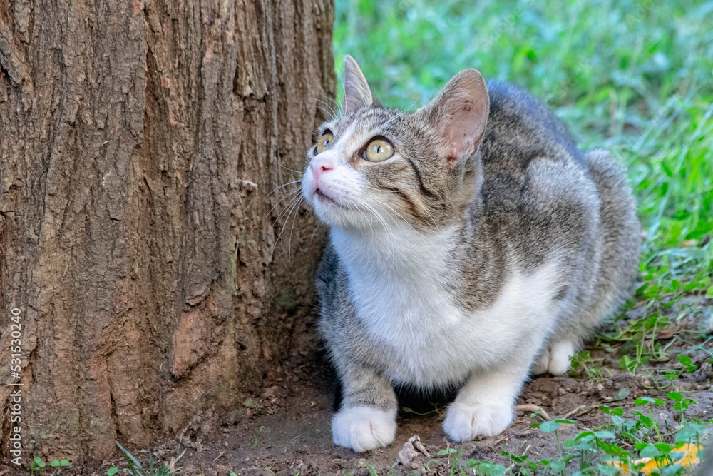 Obraz premium Cat; Portrait of cute cat