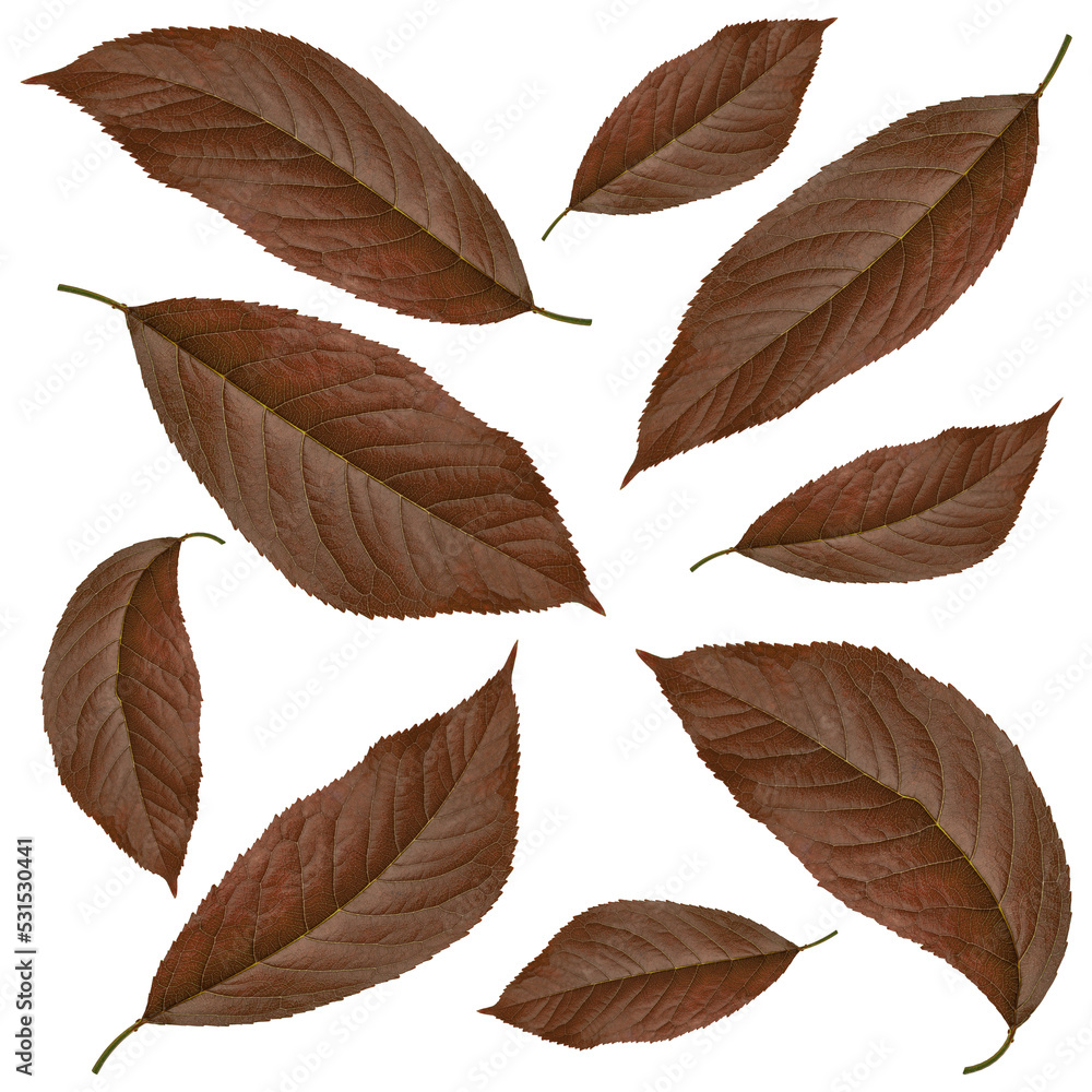 brown leaves from cherry, on a white background in isolation, collage brown leaves from cherry, on a white background in isolation, collage