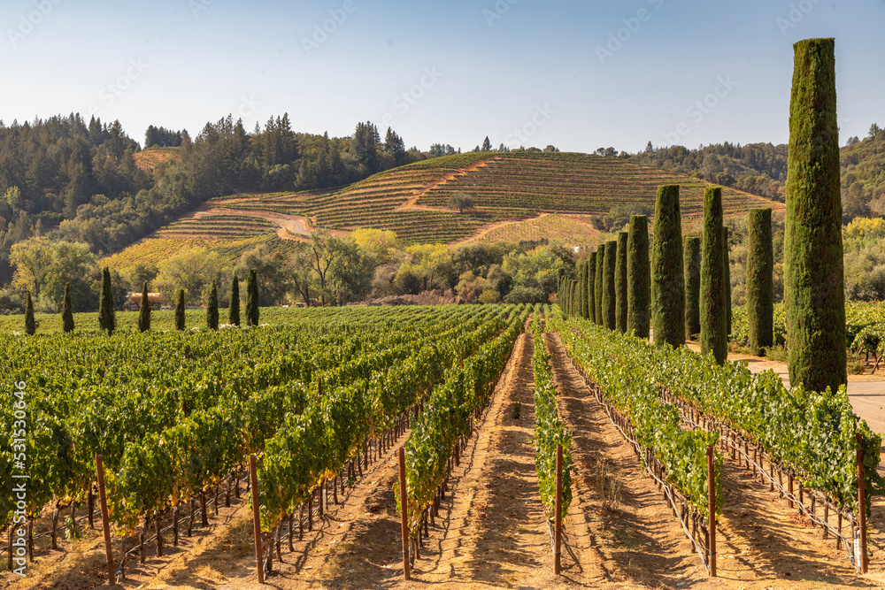 Rows of Trellised and Terraced Grape Vines in a Sonoma County Vineyard