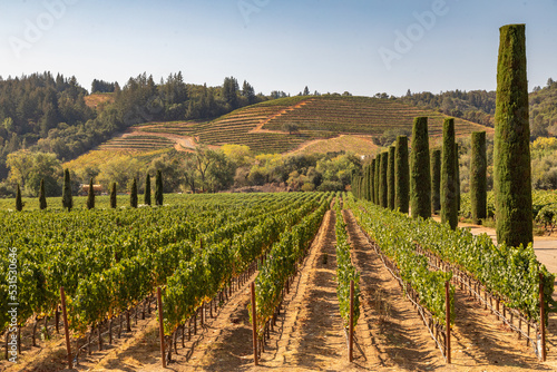 Rows of Trellised and Terraced Grape Vines in a Sonoma County Vineyard photo