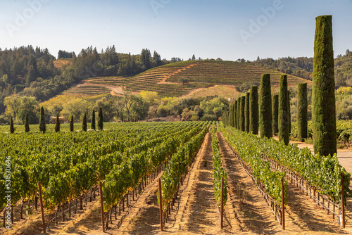 Rows of Trellised and Terraced Grape Vines in a Sonoma County Vineyard