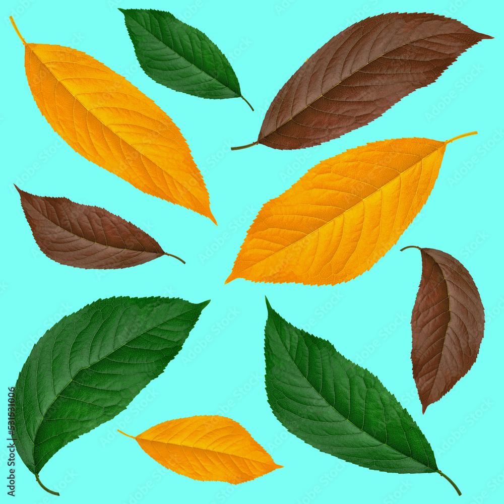 leaf from cherry, green brown and yellow, on a blue background, collage
