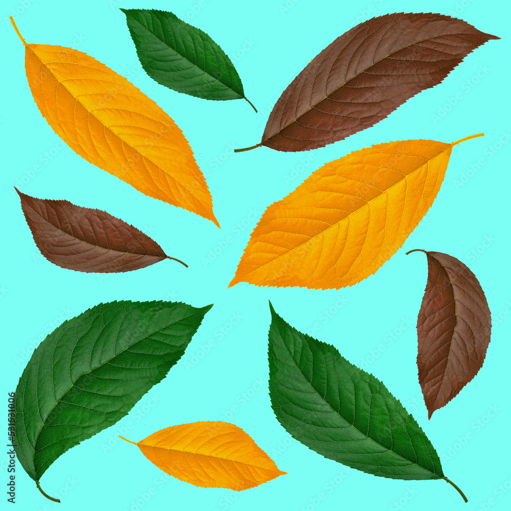 leaf from cherry, green brown and yellow, on a blue background, collage leaf from cherry, green brown and yellow, on a blue background, collage